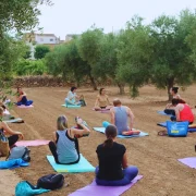 Ioga entre oliveres