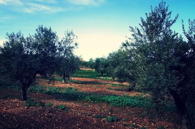 Oliveres a la vora del mediterrani