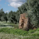 Oleoturisme amb arrossejat de Calafell