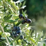Olives