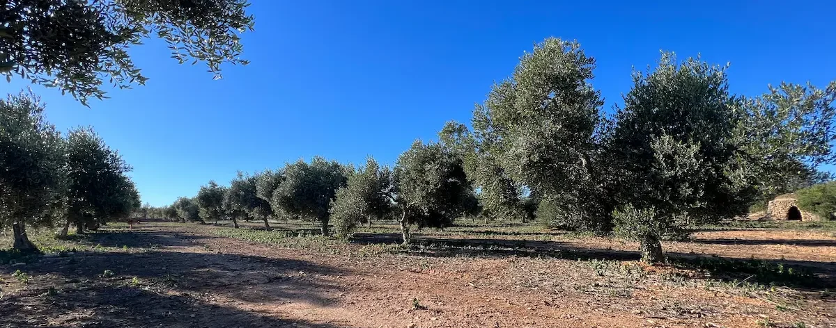 Campos de olivos Torclum