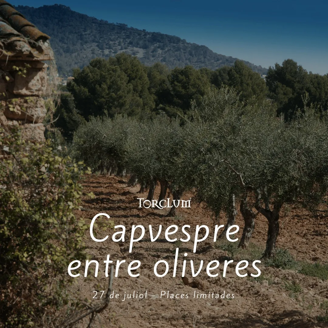 Capvespre entre oliveres