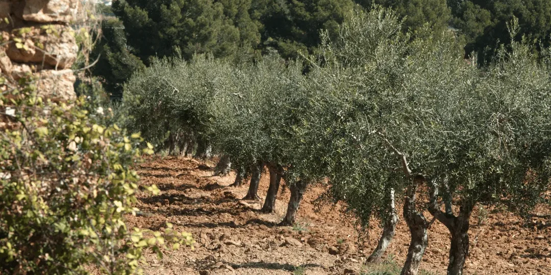 Capvespre entre oliveres