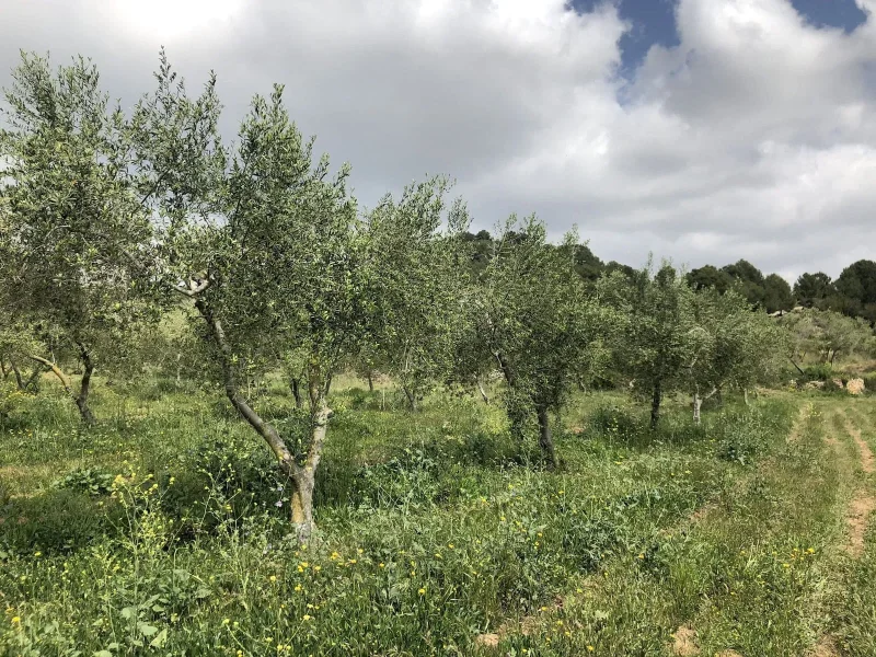capa herbàcia