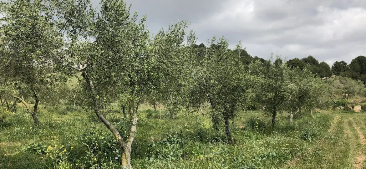 capa herbàcia