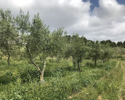 capa herbàcia
