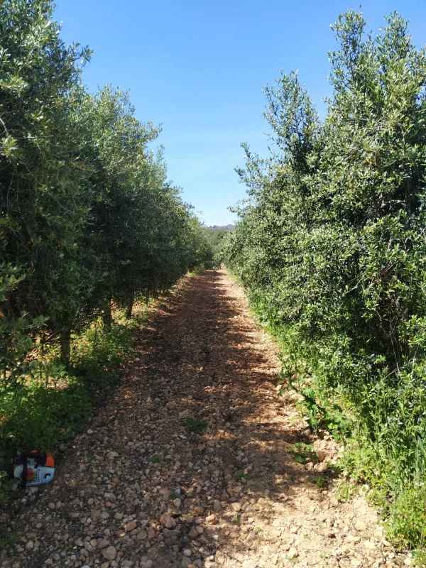 La Poda de l’Olivera