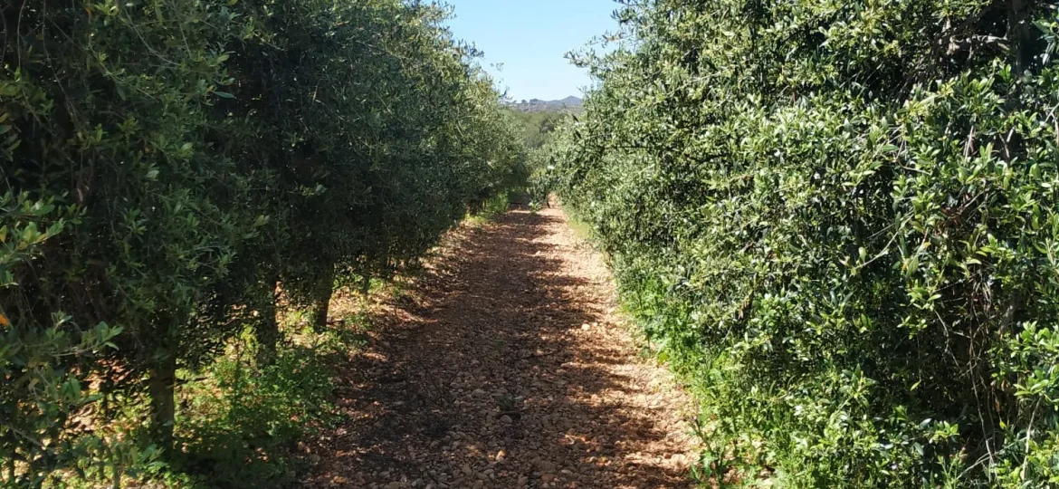 La Poda de l’Olivera