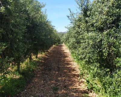 La Poda de l’Olivera
