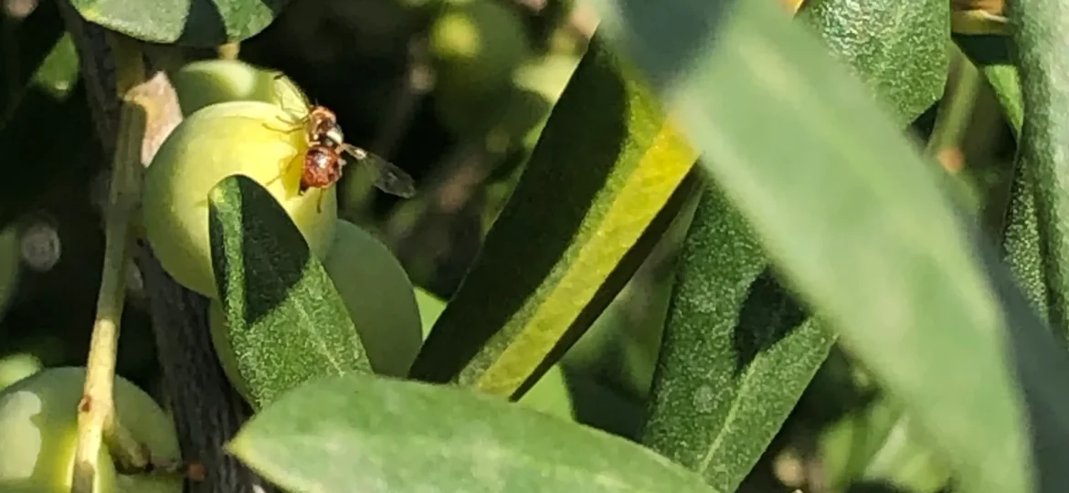 La plaga de la mosca l’olivera