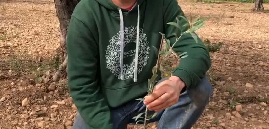 Com plantar una olivera