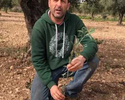 Com plantar una olivera