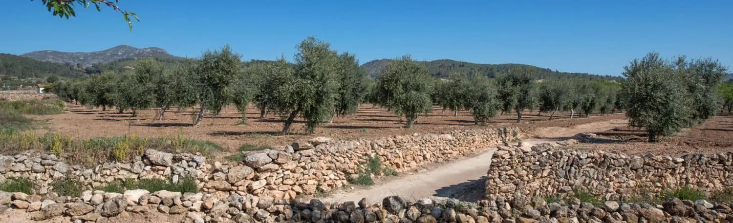 camps d'oliveres