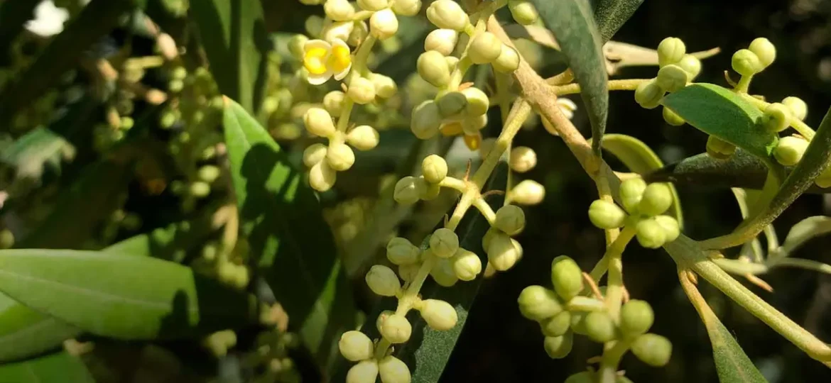 Tast de primavera