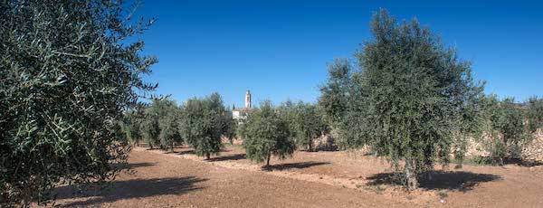 Camps d'oliveres