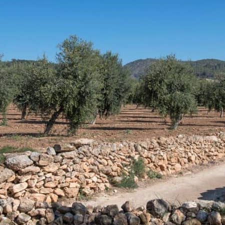 Camps d'oliveres