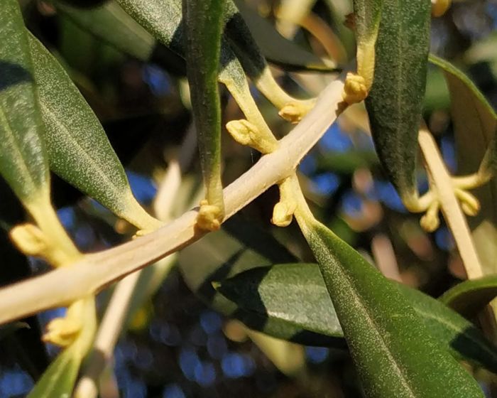 La floració de les oliveres