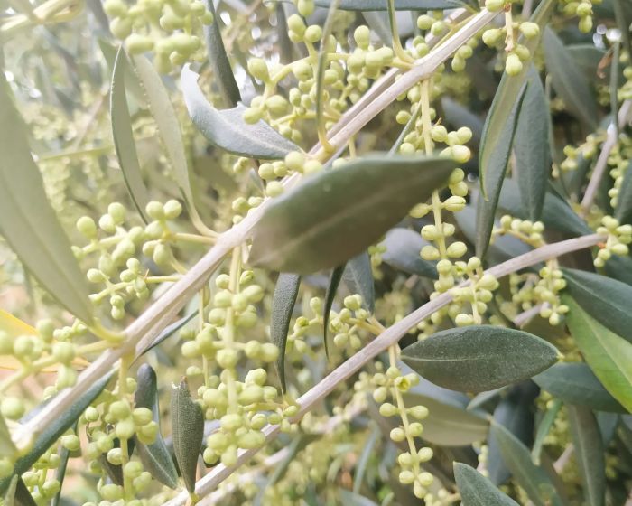 La floració de les oliveres
