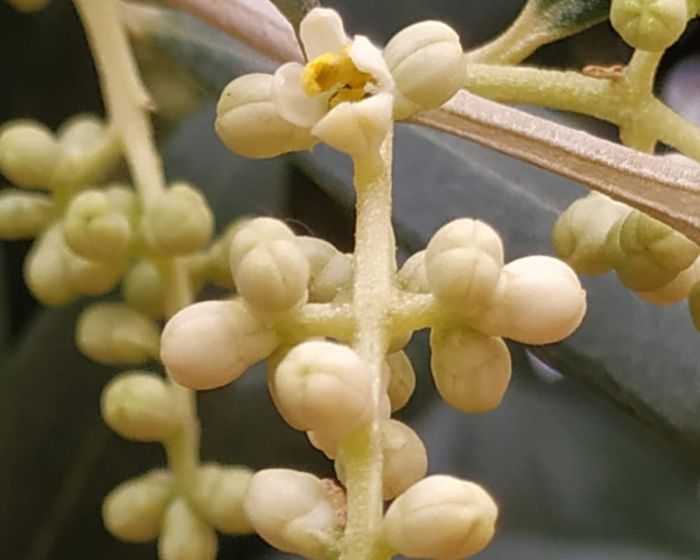 La floració de les oliveres