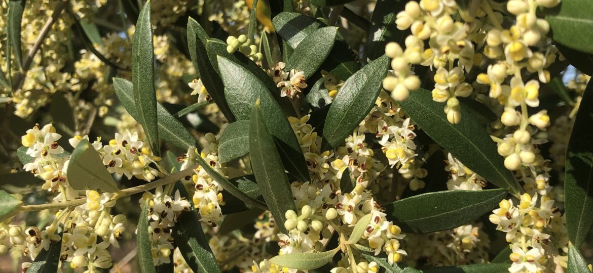 La floració de les oliveres