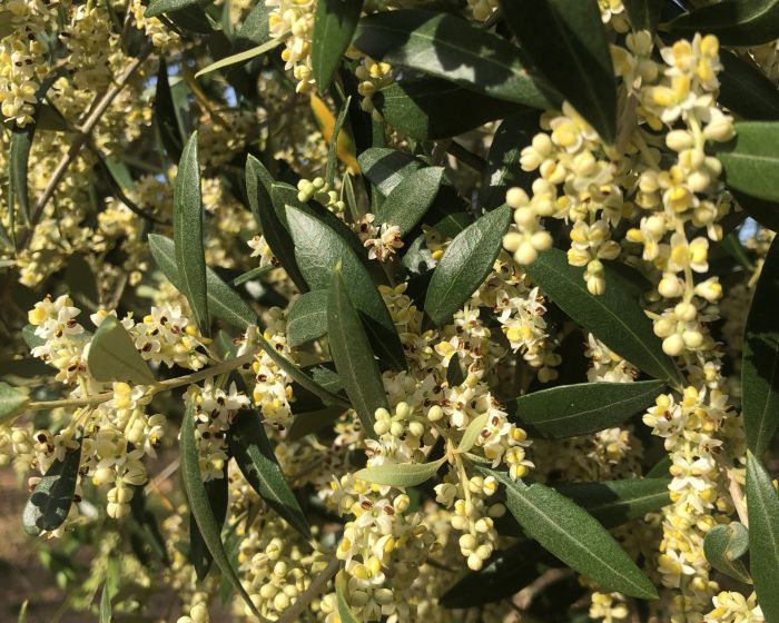 La floració de les oliveres