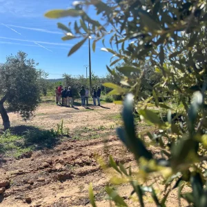 Oleoturisme amb esmorzar