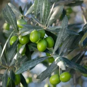 oleoturisme amb menú rima a Mastinell agost