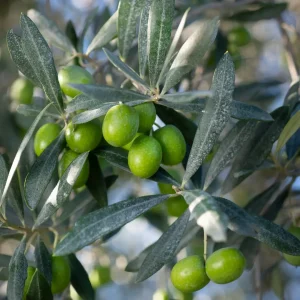Oleoturisme amb Menú Rima a Mastinell · Especial Agost