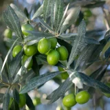 oleoturisme amb menú rima a Mastinell agost