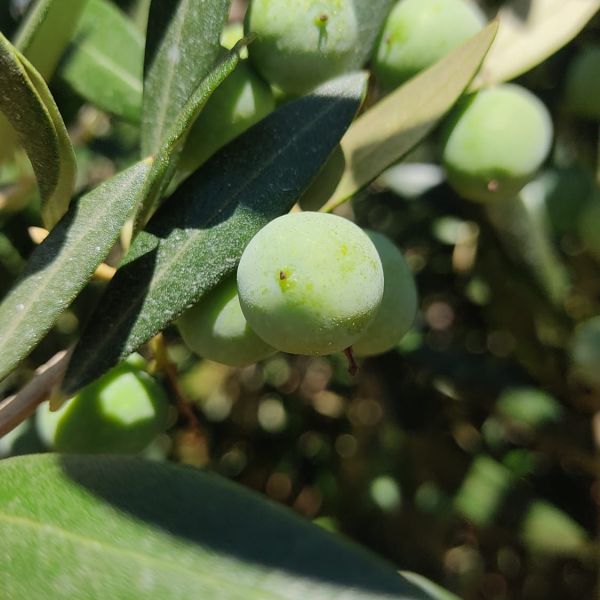 varietats - arbequina