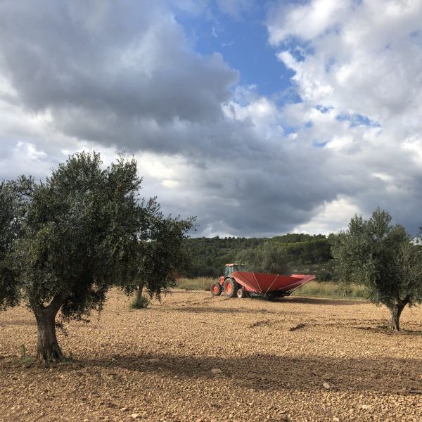 TOR 3 varietats - arbequina
