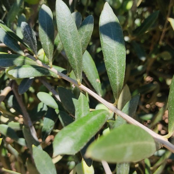 TOR 3 varietats - arbequina