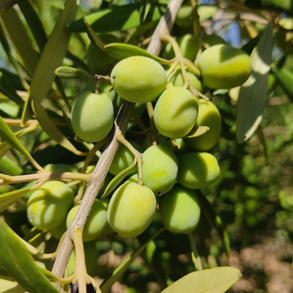 TOR 3 varietats - arbosana