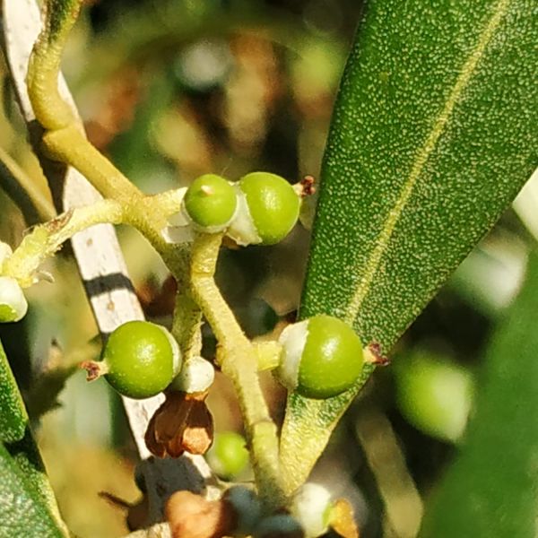 La floració de les oliveres
