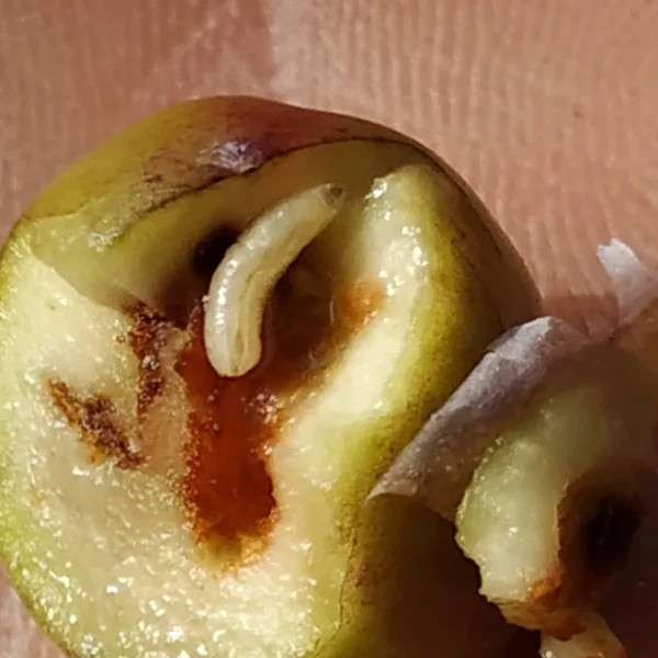 La plaga de la mosca l’olivera