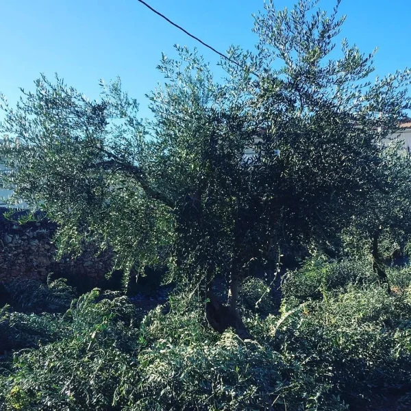 La Poda de l’Olivera