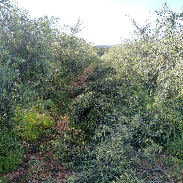 La Poda de l’Olivera