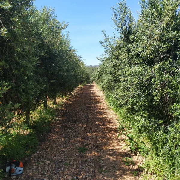 La Poda de l’Olivera