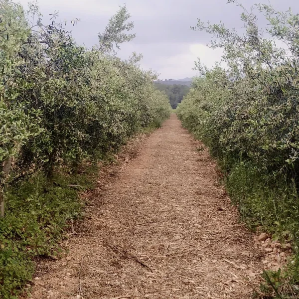 La Poda de l’Olivera