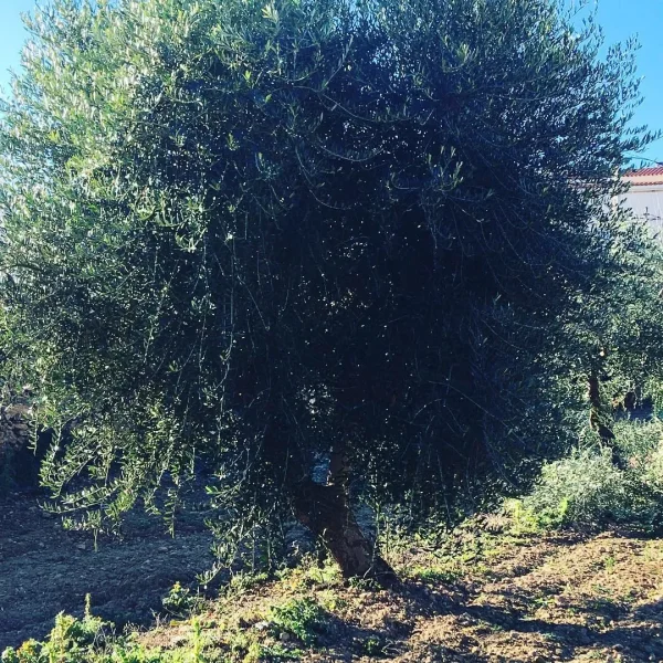 La Poda de l’Olivera