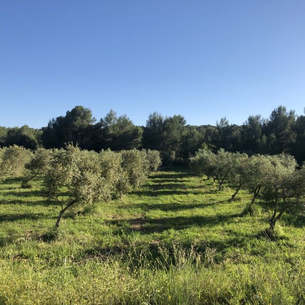 tipus oli oliva
